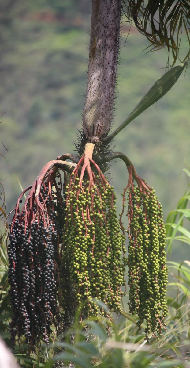 Oncosperma fasciculatum Thwaites